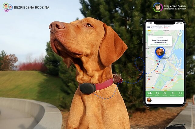 widok usługi Bezpieczne Zwierzę w ramach aplikacji Bezpieczna Rodzina oraz pies z lokalizatorem gps